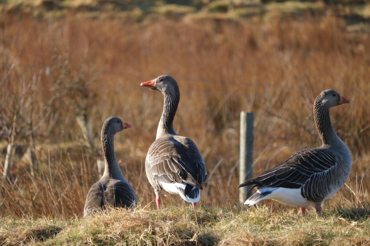 Grey Goose Cottage Lochs Dış mekan fotoğraf